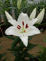 [4369 Queensland DJ No102.JPG]